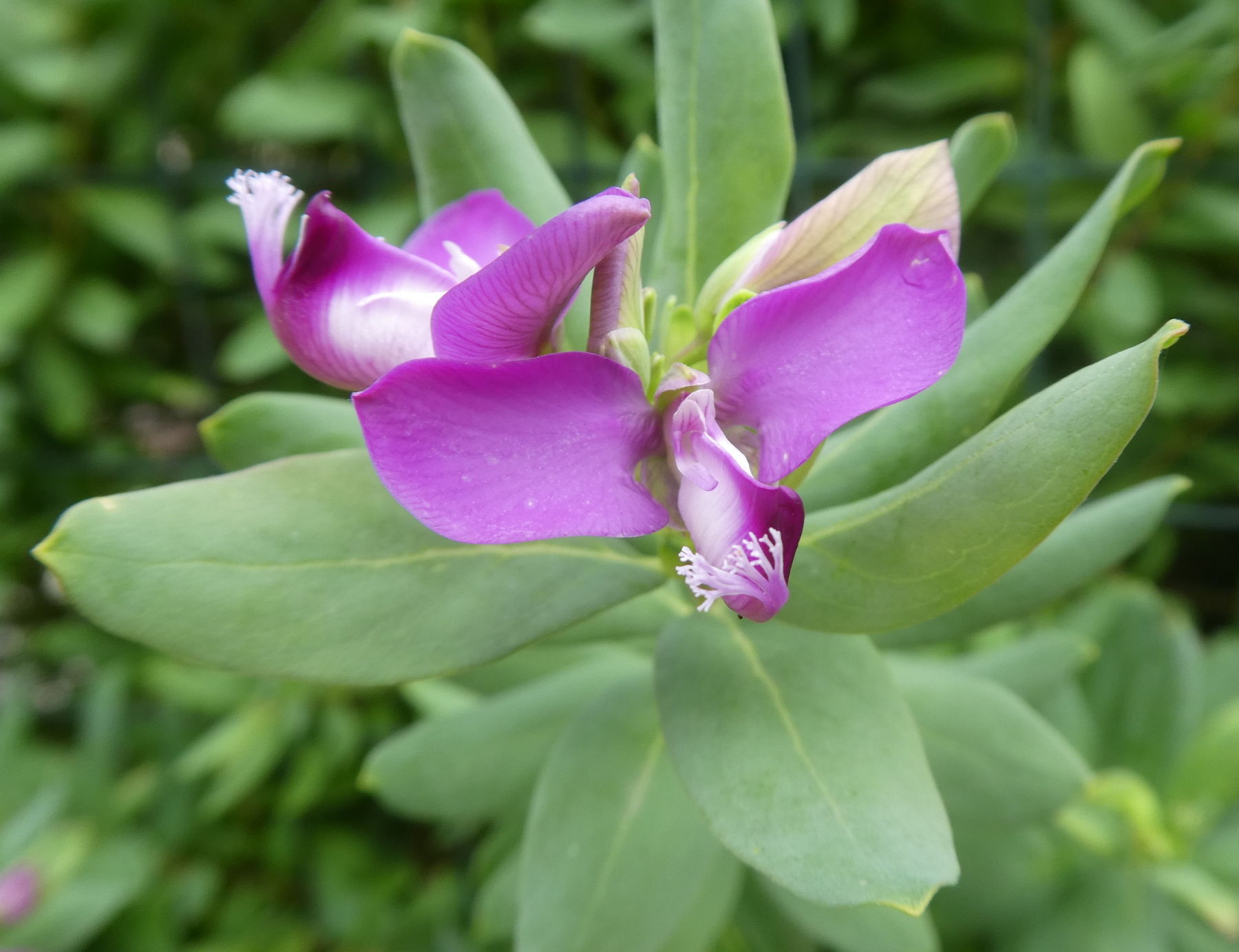 Polygala myrtifolia (Polygalaceae)